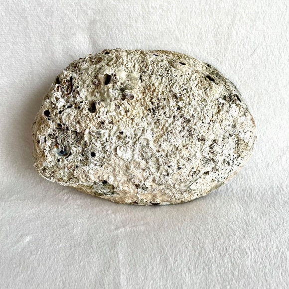 Large Abalone Shell Vessel - Picture 8 of 11